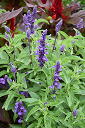 Evolution Deep Violet Salvia (Salvia farinacea 'Evolution Deep Violet') at Lakeshore Garden Centres