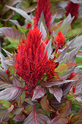 New Look Celosia (Celosia plumosa 'New Look') at Lakeshore Garden Centres