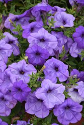 Evening Scentsation Petunia (Petunia 'Evening Scentsation') at Lakeshore Garden Centres