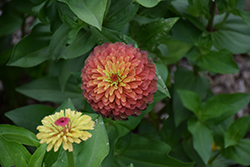 Queeny Lime Red Zinnia (Zinnia 'Queeny Lime Red') at Lakeshore Garden Centres