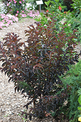 Black Diamond Purely Purple Crapemyrtle (Lagerstroemia indica 'Black Diamond Purely Purple') at Lakeshore Garden Centres