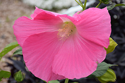 Summer Spice Ambrosia Hibiscus (Hibiscus '4406') at Lakeshore Garden Centres
