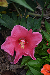 Summer Spice Crepe Suzette Hibiscus (Hibiscus '4407') at Lakeshore Garden Centres