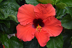 Firecracker Hibiscus (Hibiscus rosa-sinensis 'Firecracker') at Lakeshore Garden Centres