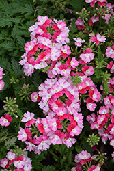 Lanai Twister Red Verbena (Verbena 'Lanai Twister Red') at Lakeshore Garden Centres