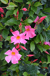 Sun Parasol Pretty Pink Mandevilla (Mandevilla 'Sun Parasol Pretty Pink') at Lakeshore Garden Centres