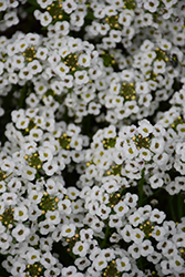 Stream White Sweet Alyssum (Lobularia maritima 'Stream White') at Lakeshore Garden Centres