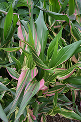 Pink Zebra Ornamental Corn (Zea mays 'Pink Zebra') at Lakeshore Garden Centres