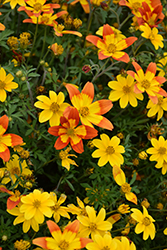 Sunshine Bidens (Bidens 'Sunshine') at Lakeshore Garden Centres