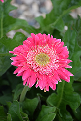 Patio Capitol Reef Gerbera Daisy (Gerbera 'Patio Capitol Reef') at Lakeshore Garden Centres