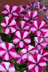 Fortunia Burgundy Star Petunia (Petunia 'Fortunia Burgundy Star') at Lakeshore Garden Centres