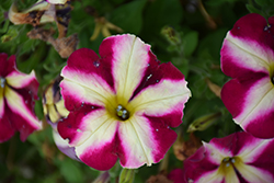 Fortunia Burgundy Cream Petunia (Petunia 'Fortunia Burgundy Cream') at Lakeshore Garden Centres