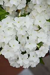 Phloxstar White Annual Phlox (Phlox drummondii 'Phloxstar White') at Lakeshore Garden Centres
