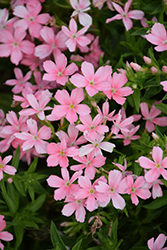 Phloxstar Salmon Annual Phlox (Phlox drummondii 'Phloxstar Salmon') at Lakeshore Garden Centres