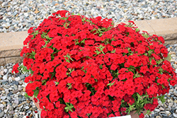 Phloxstar Red Annual Phlox (Phlox drummondii 'Phloxstar Red') at Lakeshore Garden Centres
