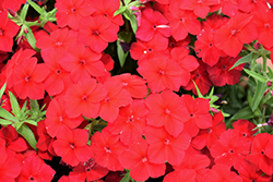 Phloxstar Red Annual Phlox (Phlox drummondii 'Phloxstar Red') at Lakeshore Garden Centres