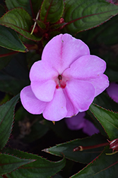 Sun Harmony Blushing Orchid New Guinea Impatiens (Impatiens 'Sun Harmony Blushing Orchid') at Lakeshore Garden Centres