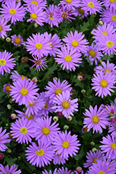 Fresco Purple Brachyscome (Brachyscome 'DBRAFRESPU') at Lakeshore Garden Centres