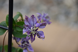 Taiga Clematis (Clematis 'Taiga') at Lakeshore Garden Centres