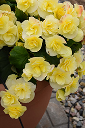 Solenia Yellow Begonia (Begonia x hiemalis 'Solenia Yellow') at Lakeshore Garden Centres