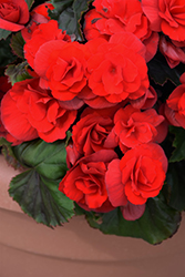 Solenia Scarlet Begonia (Begonia x hiemalis 'Solenia Scarlet') at Lakeshore Garden Centres