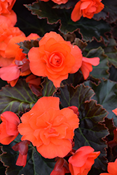 Solenia Dark Orange Begonia (Begonia x hiemalis 'Solenia Dark Orange') at Lakeshore Garden Centres