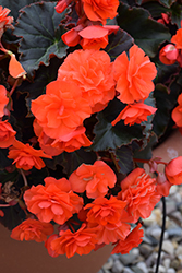 Solenia Dark Orange Begonia (Begonia x hiemalis 'Solenia Dark Orange') at Lakeshore Garden Centres