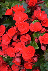 Dreams Vermillion Red Begonia (Begonia x hiemalis 'Vermillion Red') at Lakeshore Garden Centres