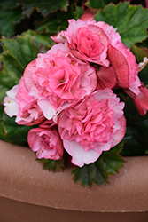 Frivola Pink Begonia (Begonia x hiemalis 'Frivola Pink') at Lakeshore Garden Centres