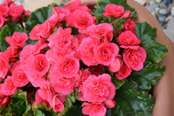 Evi Bright Pink Begonia (Begonia x hiemalis 'Evi Bright Pink') at Lakeshore Garden Centres