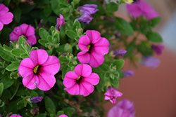Cabrio Pink Calibrachoa (Calibrachoa 'Cabrio Pink') at Lakeshore Garden Centres