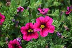 Cabrio Burgundy Calibrachoa (Calibrachoa 'Cabrio Burgundy') at Lakeshore Garden Centres