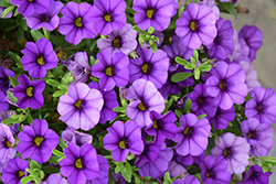 Cabrio Amethyst Calibrachoa (Calibrachoa 'Cabrio Amethyst') at Lakeshore Garden Centres