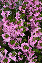 Whirlwind Pink Fan Flower (Scaevola aemula 'Whirlwind Pink') at Lakeshore Garden Centres