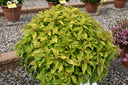 Rockin' Golden Delicious (Salvia 'Rockin' Golden Delicious') at Lakeshore Garden Centres