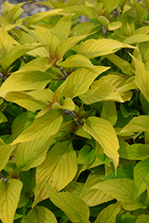 Rockin' Golden Delicious (Salvia 'Rockin' Golden Delicious') at Lakeshore Garden Centres