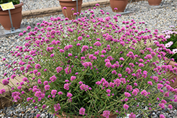 Truffula Pink Gomphrena (Gomphrena 'PAST0517E') at Lakeshore Garden Centres