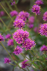 Truffula Pink Gomphrena (Gomphrena 'PAST0517E') at Lakeshore Garden Centres