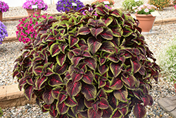 ColorBlaze Torchlight Coleus (Solenostemon scutellarioides 'Torchlight') at Lakeshore Garden Centres