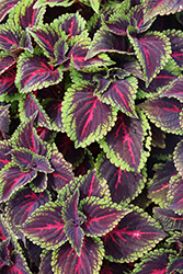 ColorBlaze Torchlight Coleus (Solenostemon scutellarioides 'Torchlight') at Lakeshore Garden Centres