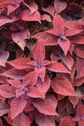 ColorBlaze Rediculous Coleus (Solenostemon scutellarioides 'Rediculous') at Lakeshore Garden Centres
