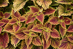ColorBlaze Golden Dreams Coleus (Solenostemon scutellarioides 'Golden Dreams') at Lakeshore Garden Centres