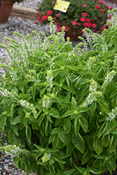 Amazel Basil (Ocimum 'Amazel') at Lakeshore Garden Centres