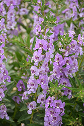 Angelface Steel Blue Angelonia (Angelonia angustifolia 'ANSTEEL') at Lakeshore Garden Centres