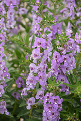 Angelface Steel Blue Angelonia (Angelonia angustifolia 'ANSTEEL') at A Very Successful Garden Center