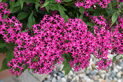 Lucky Star Violet Star Flower (Pentas lanceolata 'PAS1096464') at Lakeshore Garden Centres