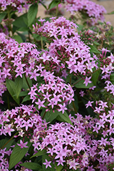 Lucky Star Lavender Star Flower (Pentas lanceolata 'PAS1096474') at Lakeshore Garden Centres