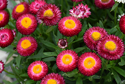 Cottage Rose Strawflower (Bracteantha 'Wesbracoro') at Lakeshore Garden Centres