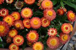 Cottage Bronze Strawflower (Bracteantha 'Wesbracobron') at Lakeshore Garden Centres