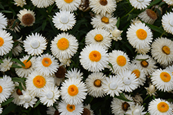 Cottage Ice Strawflower (Bracteantha 'Wesbracoice') at Lakeshore Garden Centres